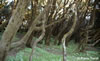 La-Gomera - Parque Nacional de Garajonay