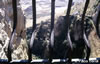 Ronda-2