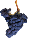 GARNACHA-Ver todos los tipos de uvas