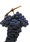 MENCIA-Ver todos los tipos de uvas