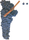 MONASTRELL-Ver todos los tipos de uvas