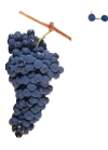 TEMPRANILLO-Ver todos los tipos de uvas